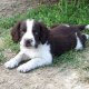 Springer Spaniel "Shot" in posa nelle sue prime uscite venatorie..